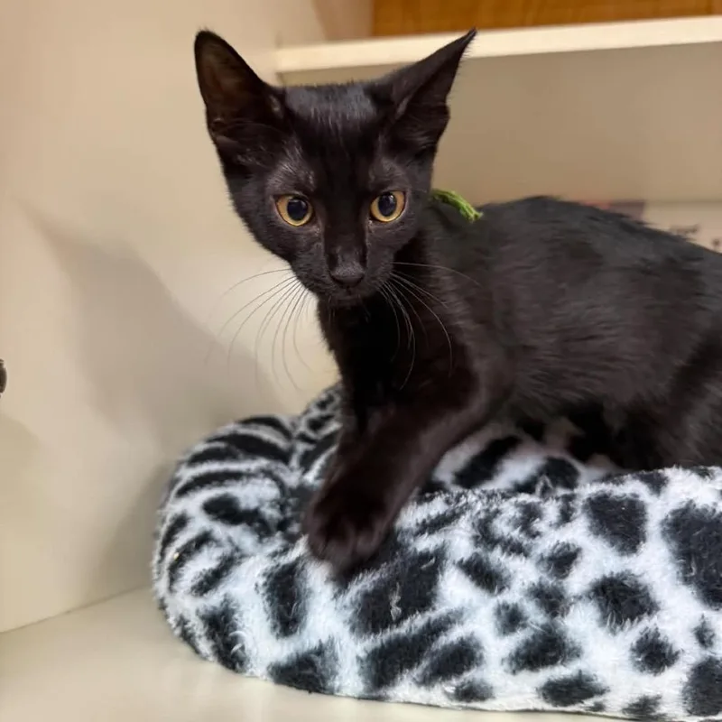 A baby small-sized female Black Domestic Short Hair cat named Vesper for adoption in Lauderhill, FL