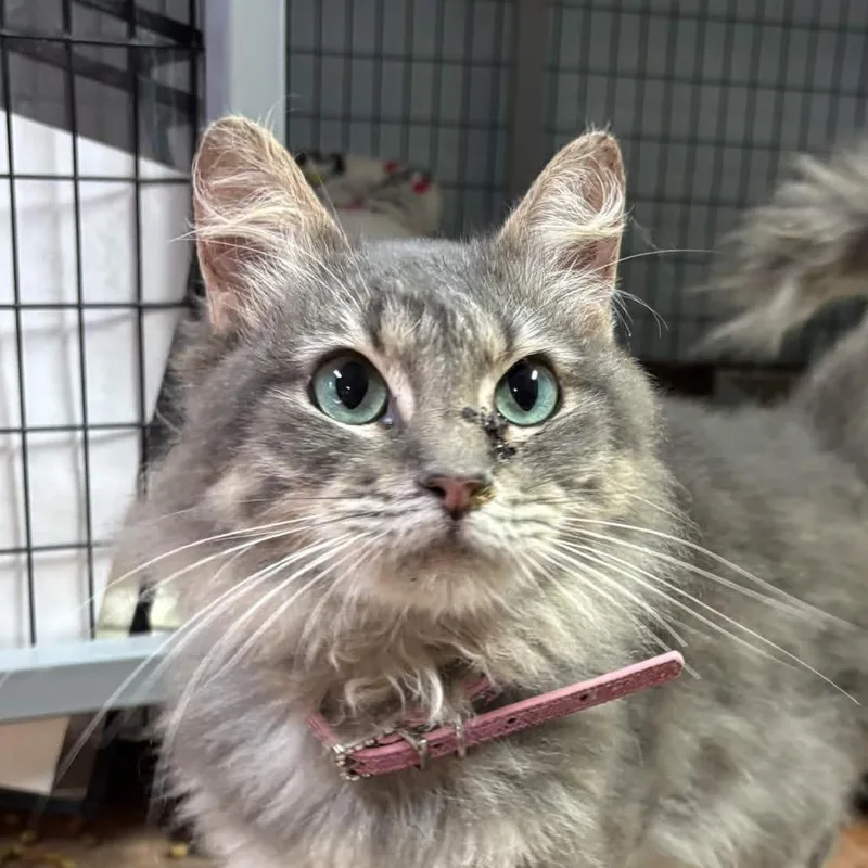 An adult medium-sized female Gray / Blue / Silver Domestic Long Hair cat named Catnip for adoption in Clarksville, AR