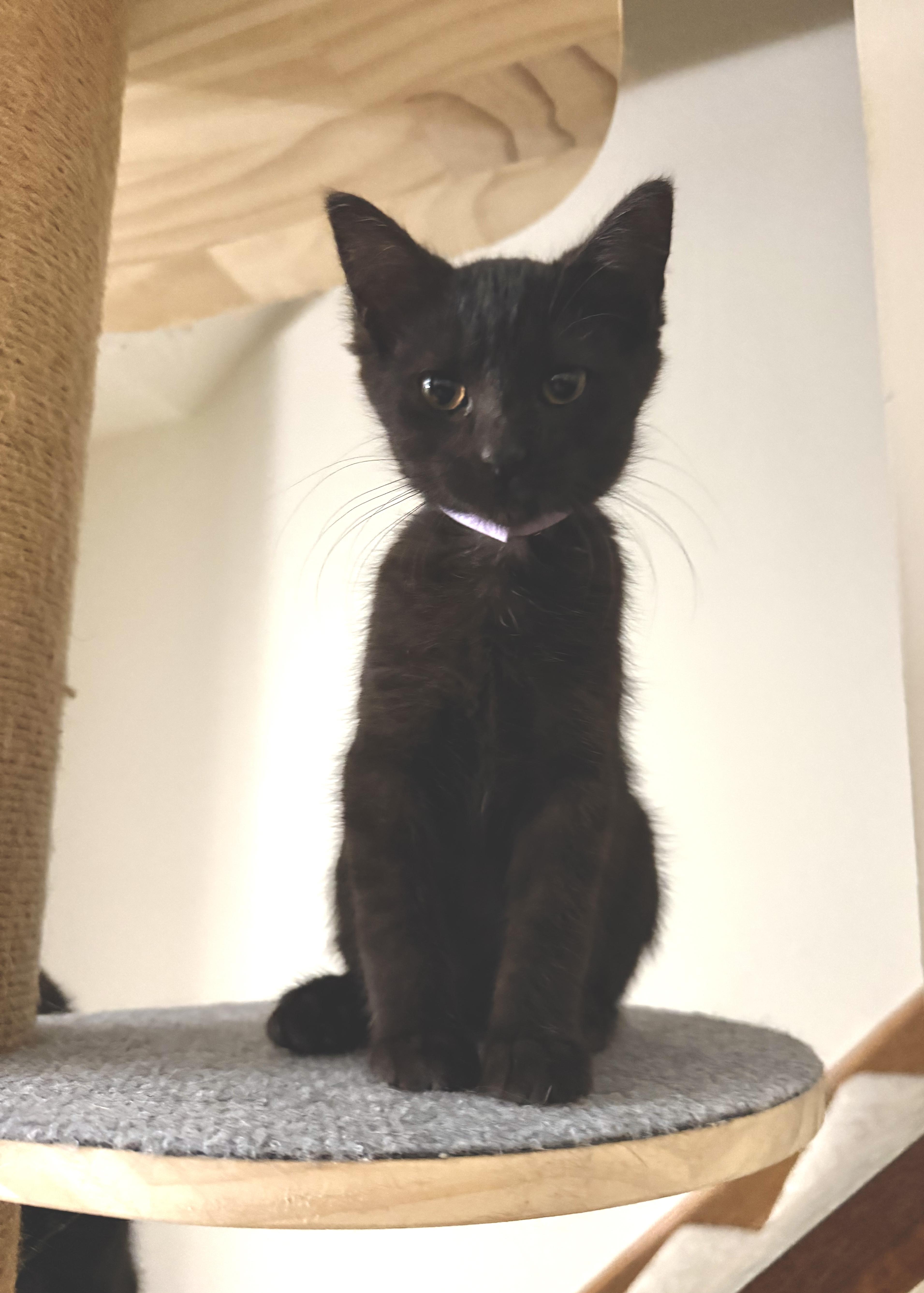 A baby small-sized female Black Domestic Short Hair cat named Period for adoption in Elyria, OH