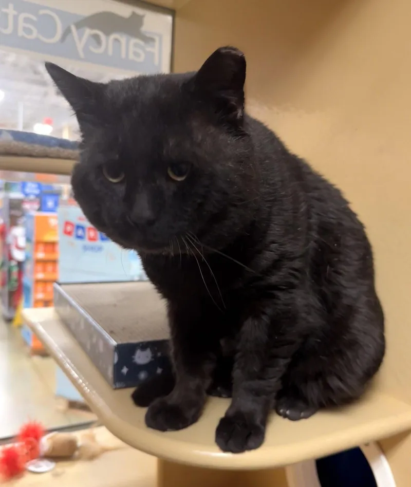 An adult large-sized male Black Domestic Short Hair cat named Thomas for adoption in Herndon, VA