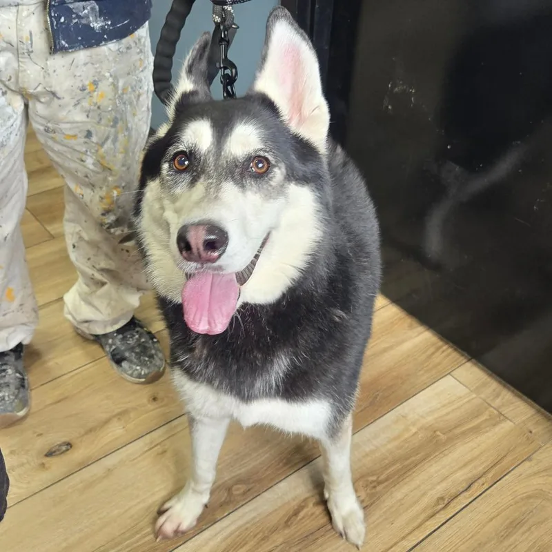 An adult medium-sized female Siberian Husky dog named Maco for adoption in Newark, NJ