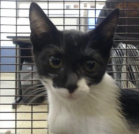 A baby small-sized male Domestic Short Hair cat named Momo for adoption in Miami, FL