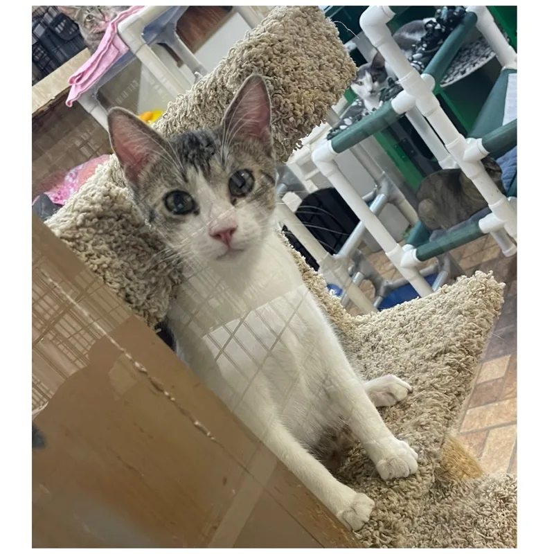 A young medium-sized male Tabby (Brown / Chocolate) Domestic Short Hair cat named Ziggy for adoption in Kingwood, TX