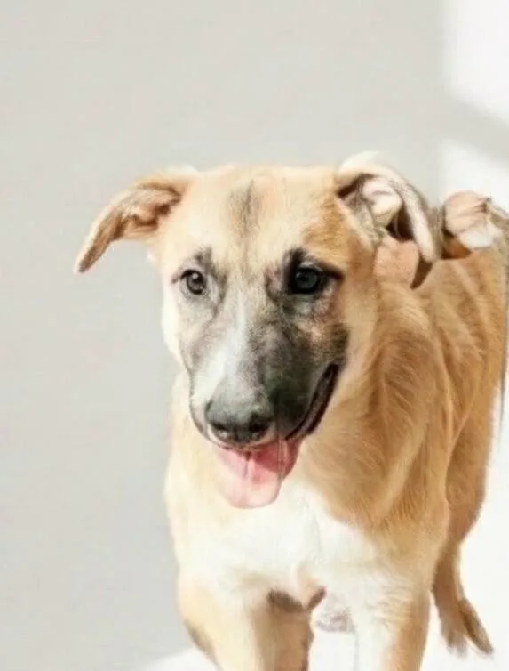 A young medium-sized male Yellow / Tan / Blond / Fawn German Shepherd Dog dog named Nicky for adoption in Evergreen, CO