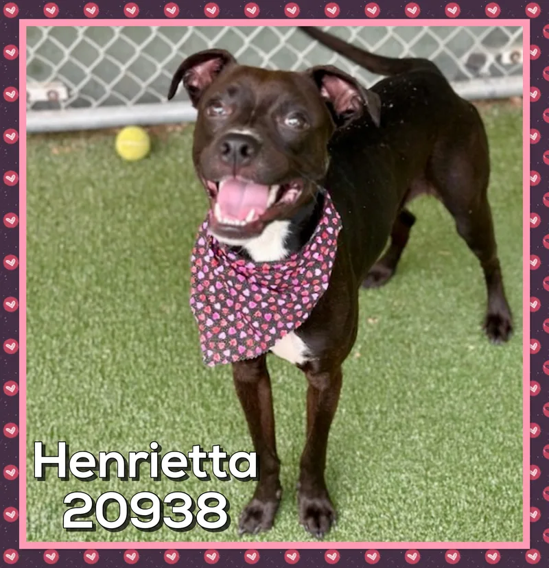 Henrietta