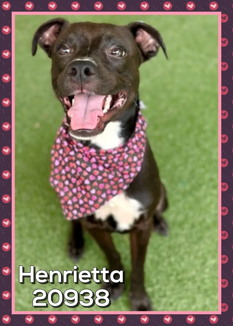 Henrietta thumbnail 2