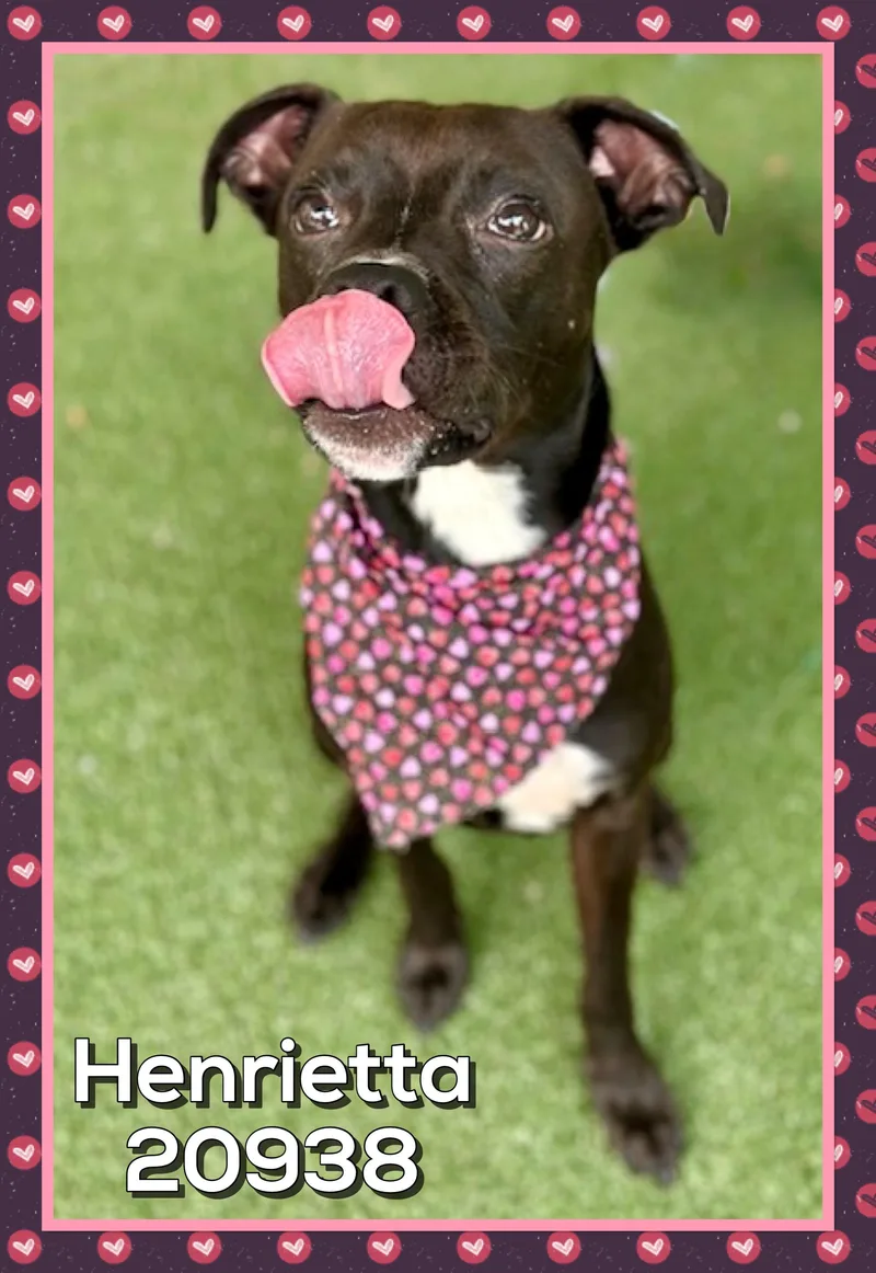 Henrietta thumbnail 3