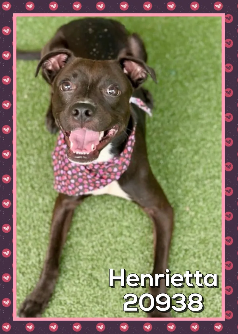 Henrietta thumbnail 4