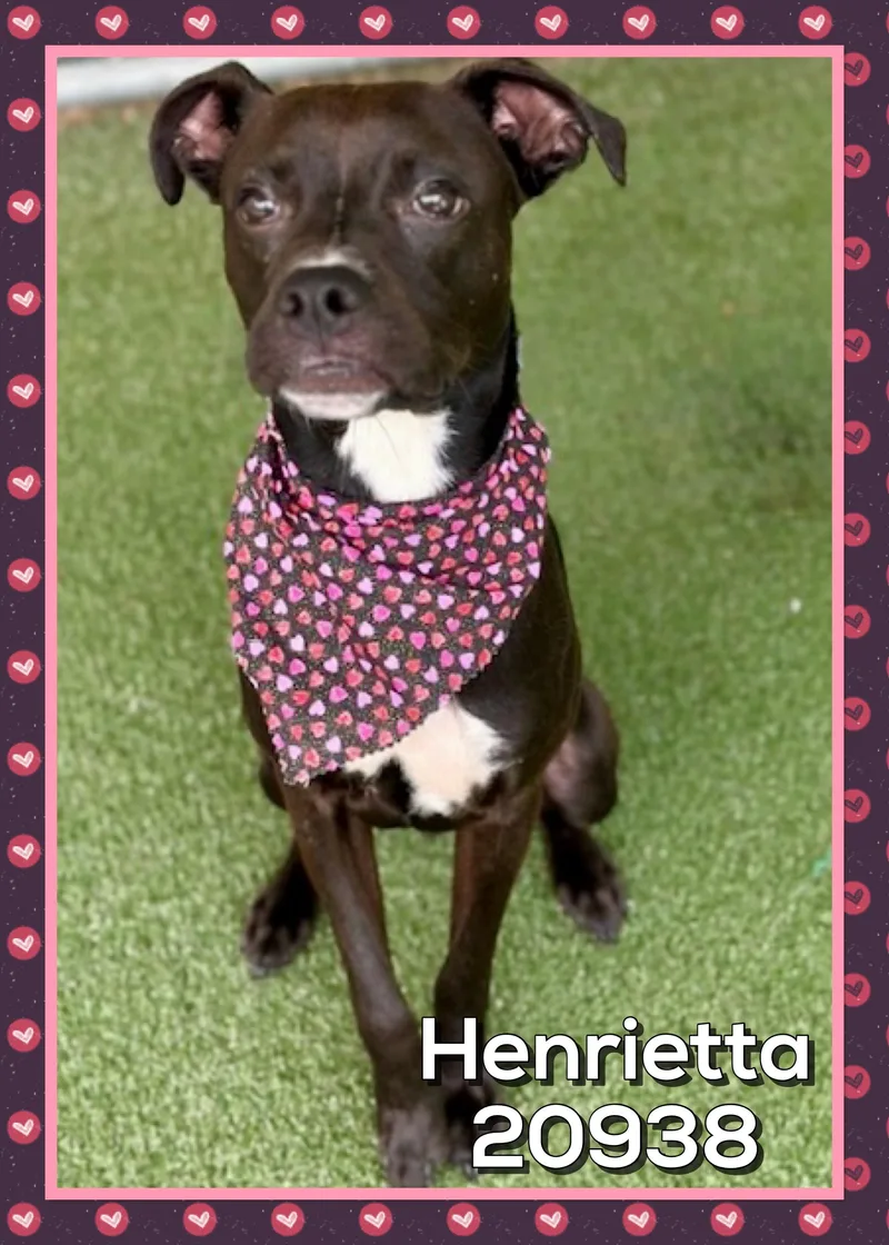 Henrietta thumbnail 5