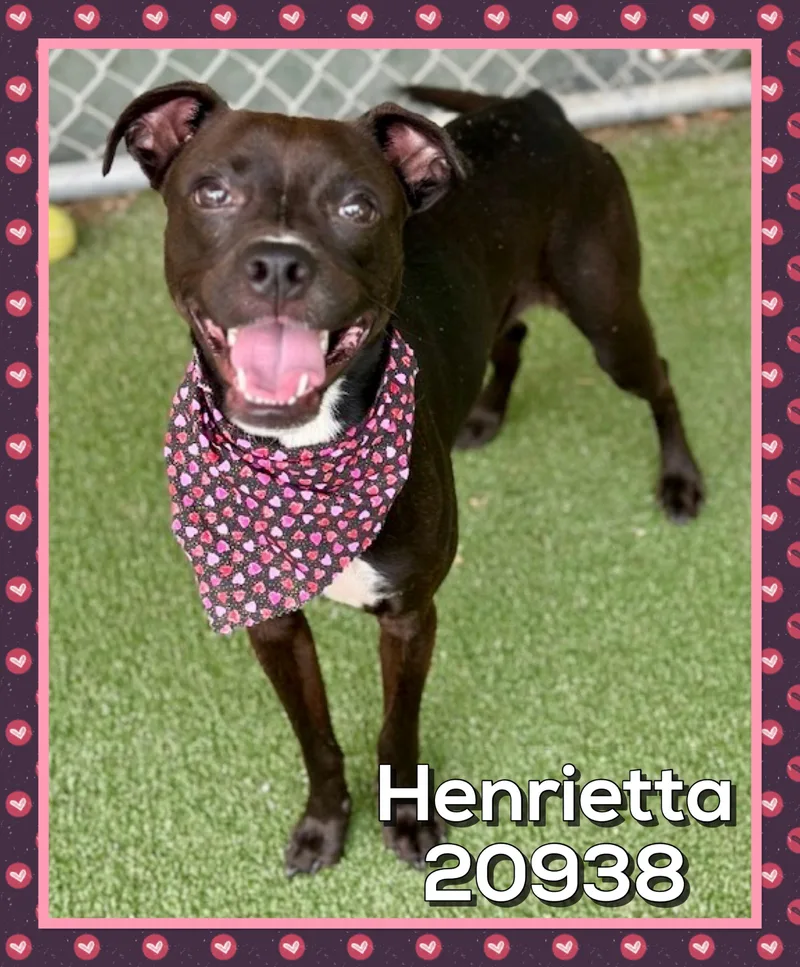 Henrietta thumbnail 6