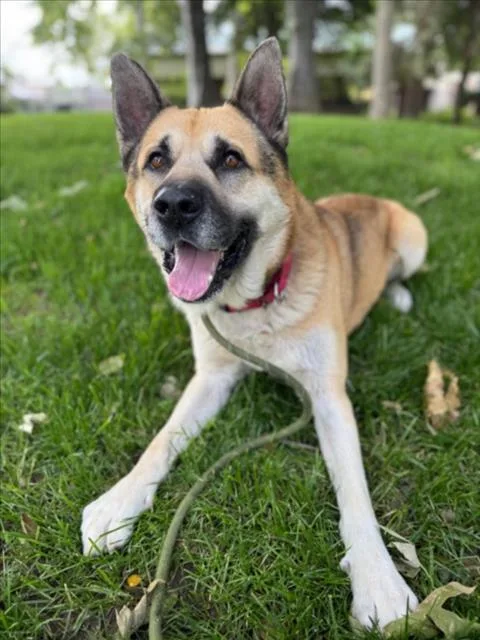 An adult large-sized male German Shepherd Dog dog named Canelo for adoption in Woodland, CA