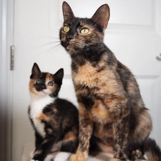 A baby small-sized female Calico Domestic Short Hair cat named Eclipse for adoption in Port Richey, FL