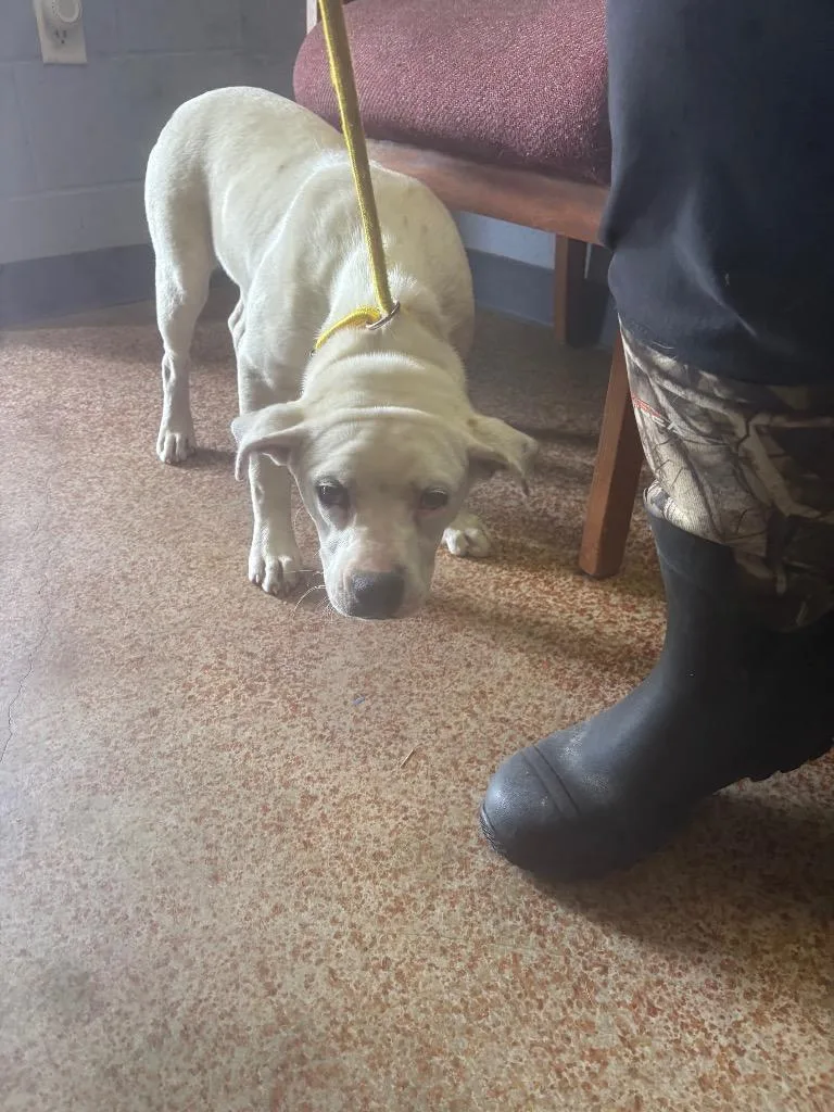 A baby small-sized female Pit Bull Terrier dog named Marshmallow for adoption in Brownwood, TX