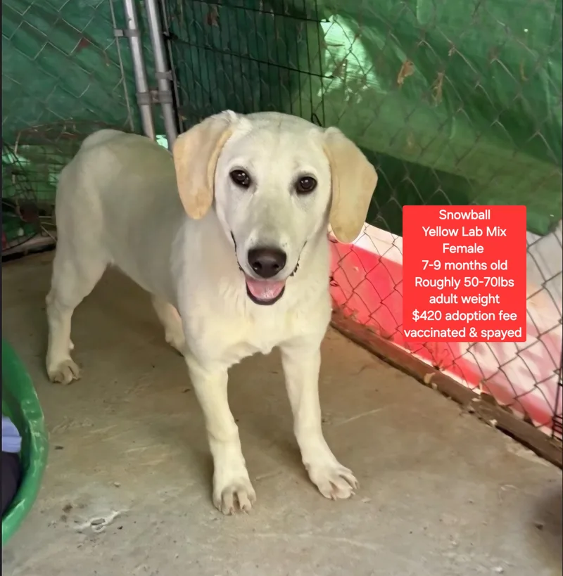 A young large-sized female Yellow Labrador Retriever dog named Snowball for adoption in Oviedo, FL