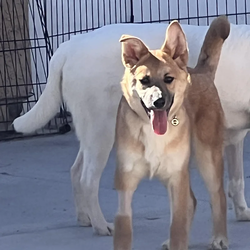 A young medium-sized female Apricot / Beige Shepherd dog named Bo for adoption in Las Vegas, NV