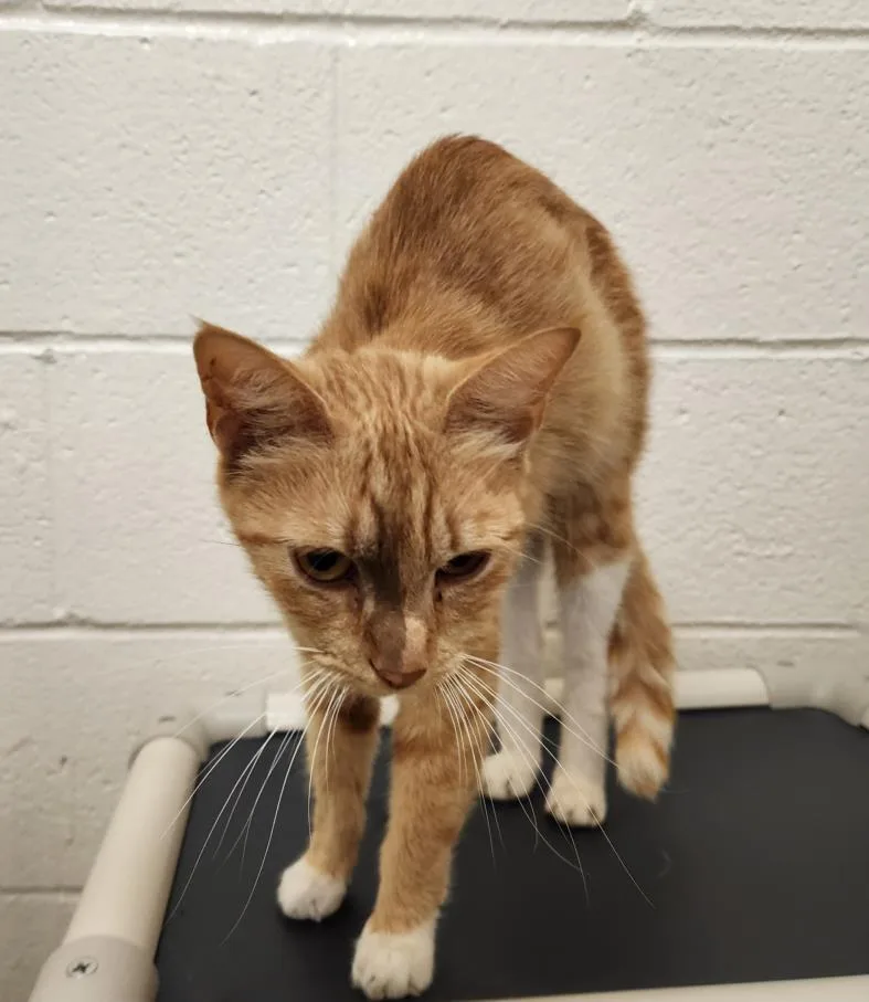 A young small-sized female Domestic Short Hair cat named Crumb for adoption in Hagerstown, MD
