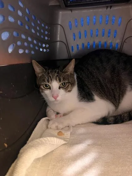 An adult small-sized female Domestic Short Hair cat named Dory for adoption in Honolulu, HI