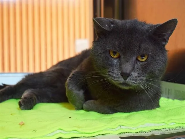 An adult large-sized male Russian Blue cat named Roose for adoption in Sacramento, CA