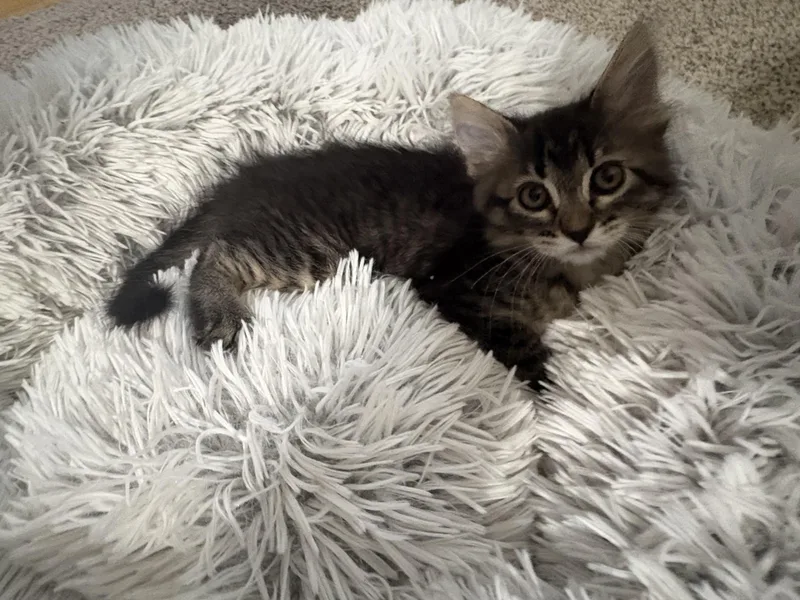 A baby small-sized female Domestic Short Hair cat named Venus for adoption in Hurricane, UT