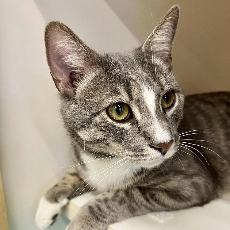 A young small-sized male Gray / Blue / Silver Domestic Short Hair cat named Vito Ramishvili for adoption in Merrifield, VA