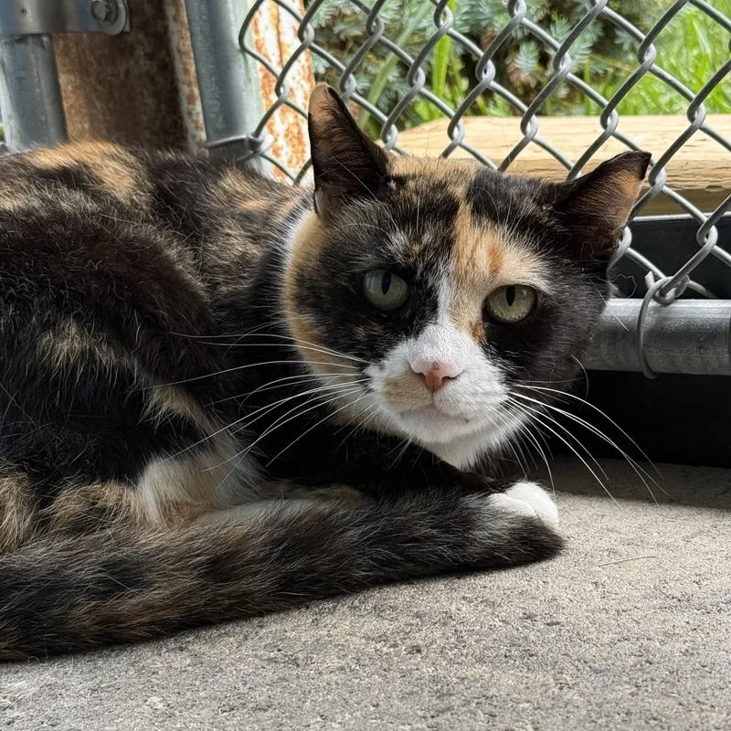 A young medium-sized female Calico Domestic Short Hair cat named Simi for adoption in West Milford, NJ