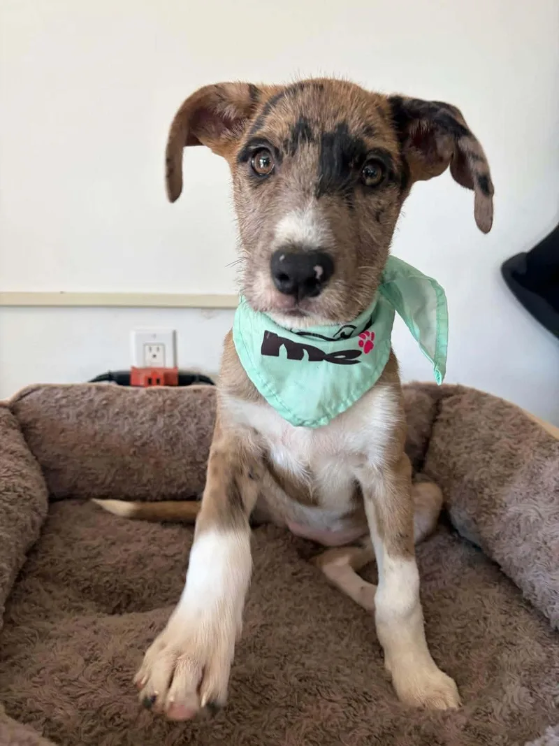 A baby medium-sized female Catahoula Leopard Dog dog named Paris for adoption in Poway, CA