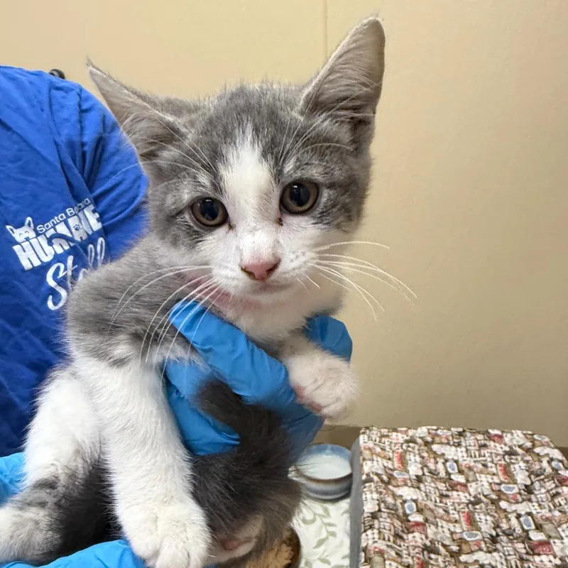 A baby small-sized female Brown / Chocolate Domestic Short Hair cat named Veronica for adoption in Santa Barbara, CA