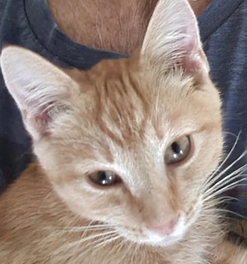 A baby medium-sized male Tabby (Orange / Red) Domestic Short Hair cat named Augustus for adoption in Maineville, OH