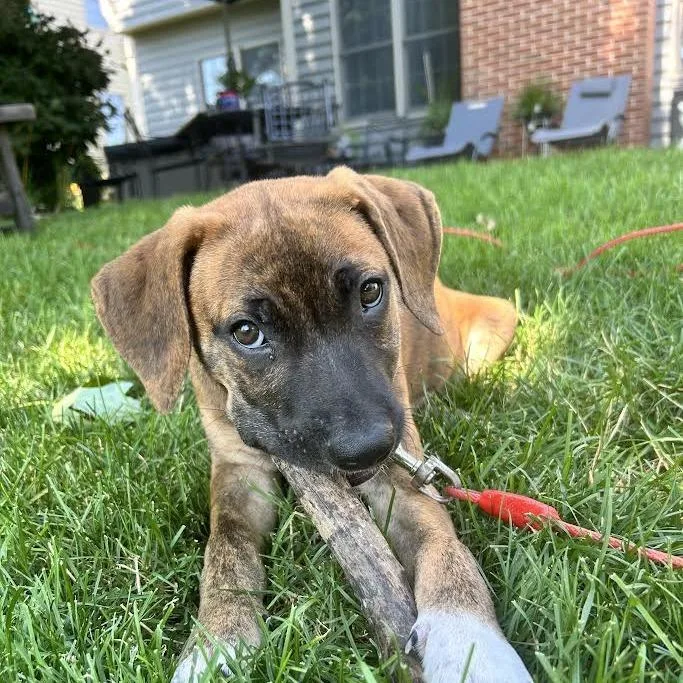 A baby small-sized female Brown / Chocolate Hound dog named Baroness for adoption in South Elgin, IL