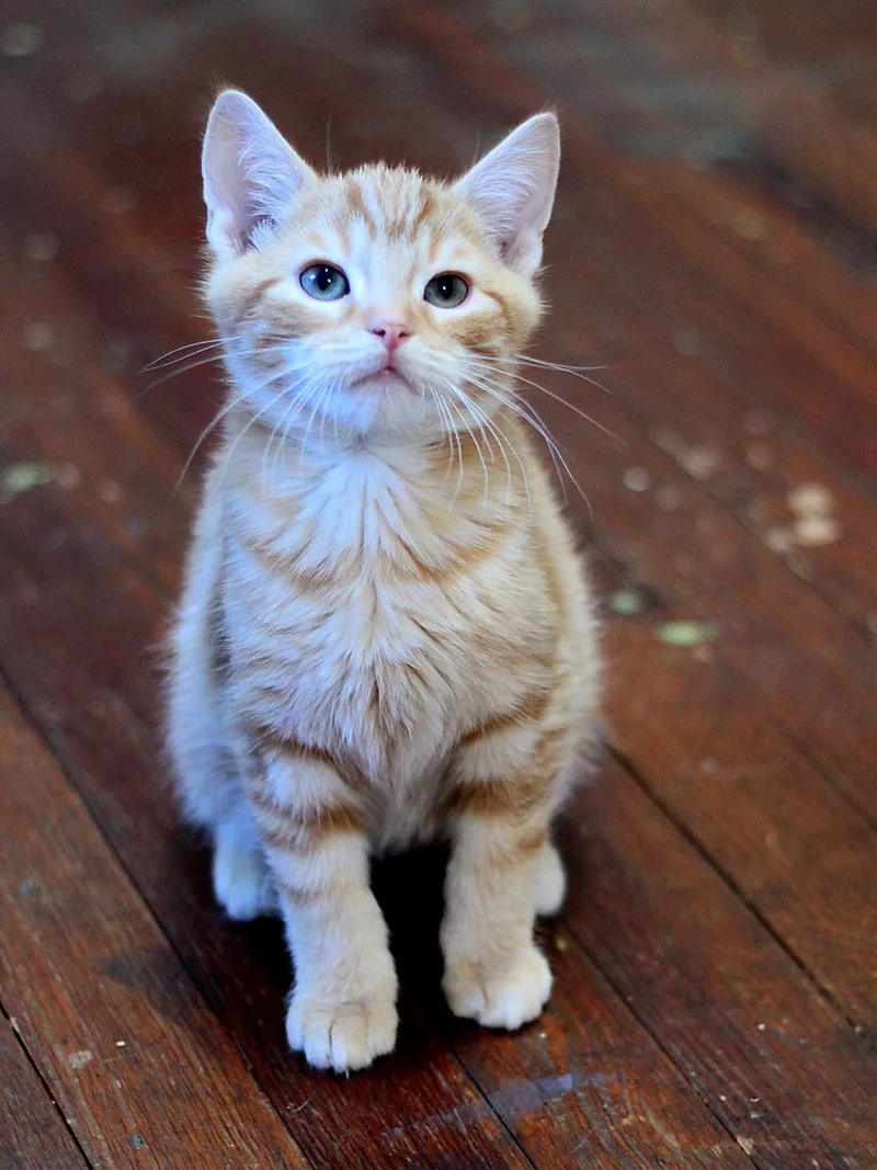 A baby small-sized male Tabby (Orange / Red) Domestic Short Hair cat named Kobe for adoption in Greensburg, PA