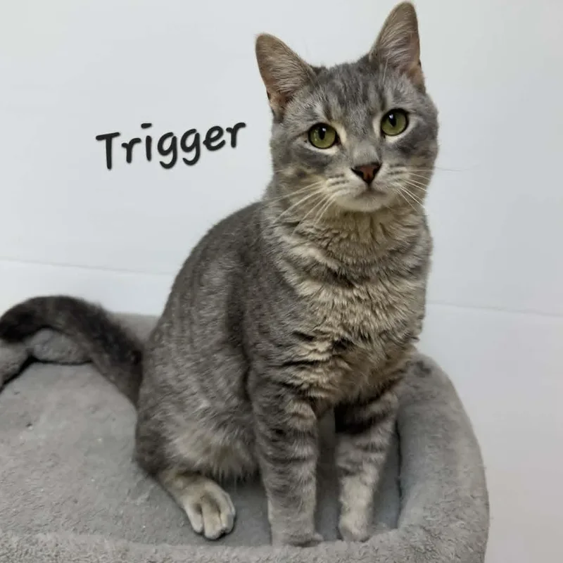 A young medium-sized male Tabby (Gray / Blue / Silver) Tabby cat named Trigger for adoption in Rushville, IL