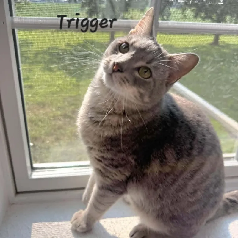Trigger thumbnail 2