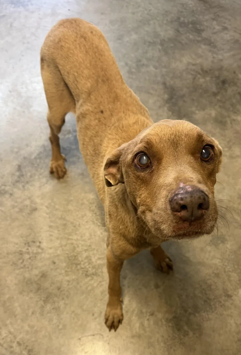 A senior medium-sized male Brown / Chocolate Chocolate Labrador Retriever dog named Chase for adoption in Grove, OK