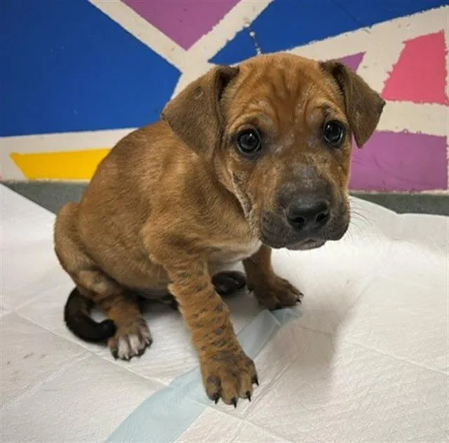 A baby small-sized male Pit Bull Terrier dog named Virgil for adoption in Baytown, TX