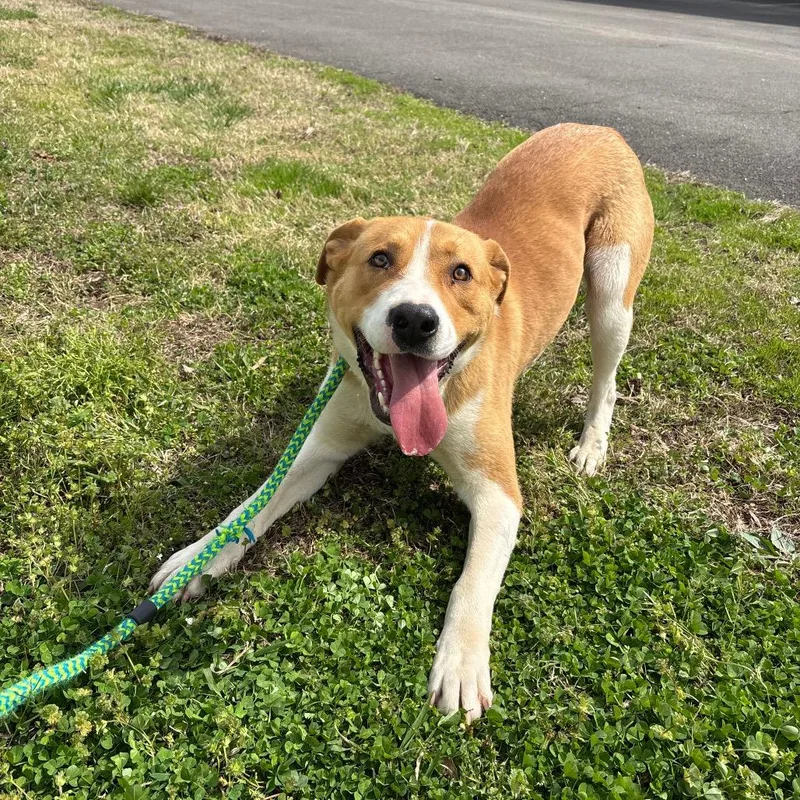 Lancelot thumbnail 3