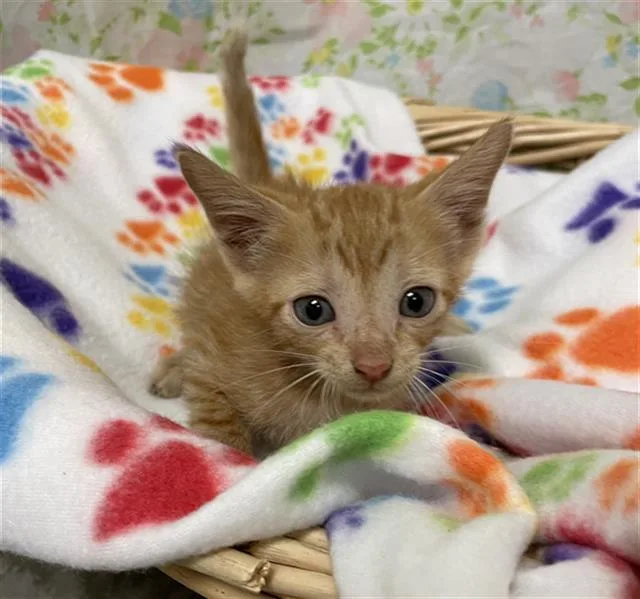A baby small-sized male Domestic Short Hair cat named Yin for adoption in Rosenberg, TX
