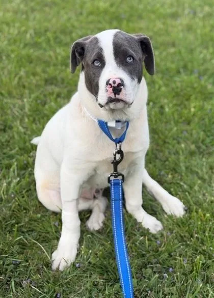 A baby medium-sized male Pit Bull Terrier dog named Merrick for adoption in Malvern, PA