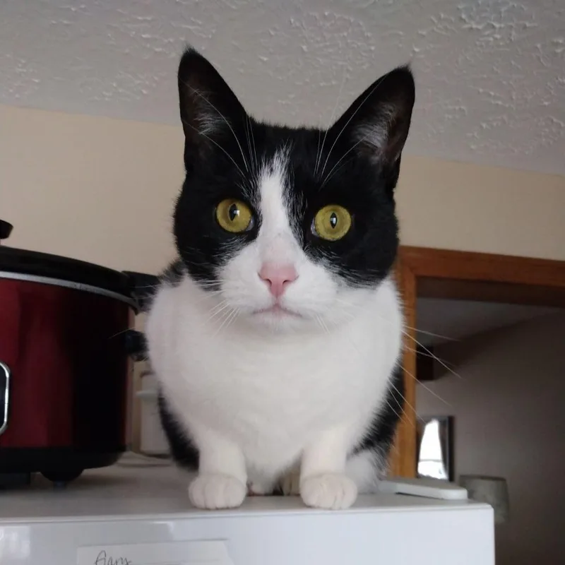 Tux