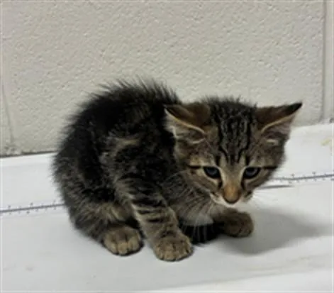 A baby small-sized male Domestic Short Hair cat named Milton for adoption in Upper Marlboro, MD