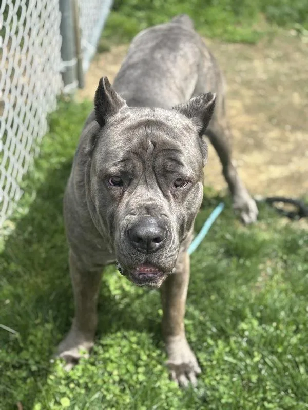 An adult large-sized male Cane Corso dog named Kifaru for adoption in Stratham, NH