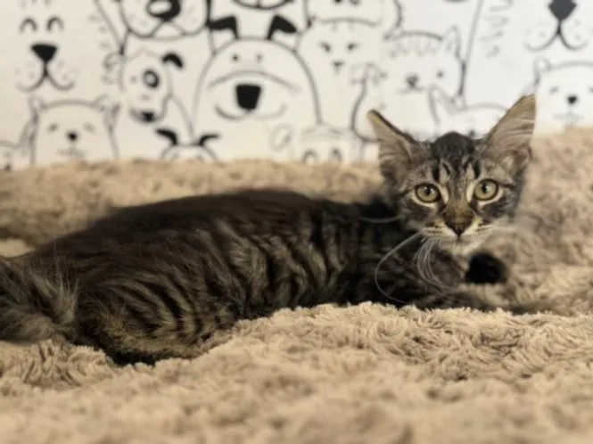 A baby medium-sized male Domestic Medium Hair cat named Scott for adoption in San Pedro, CA