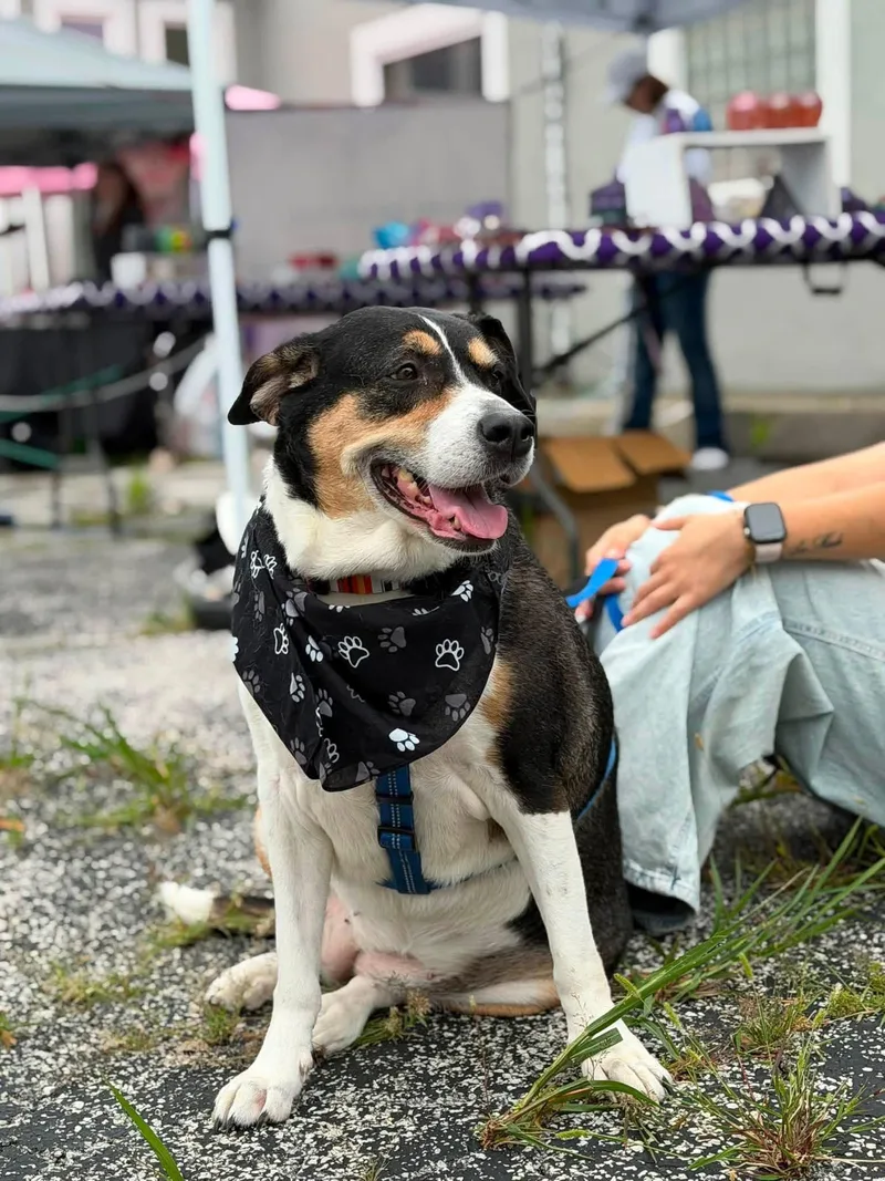 An adult large-sized female Hound dog named Trinity for adoption in Lemont, IL