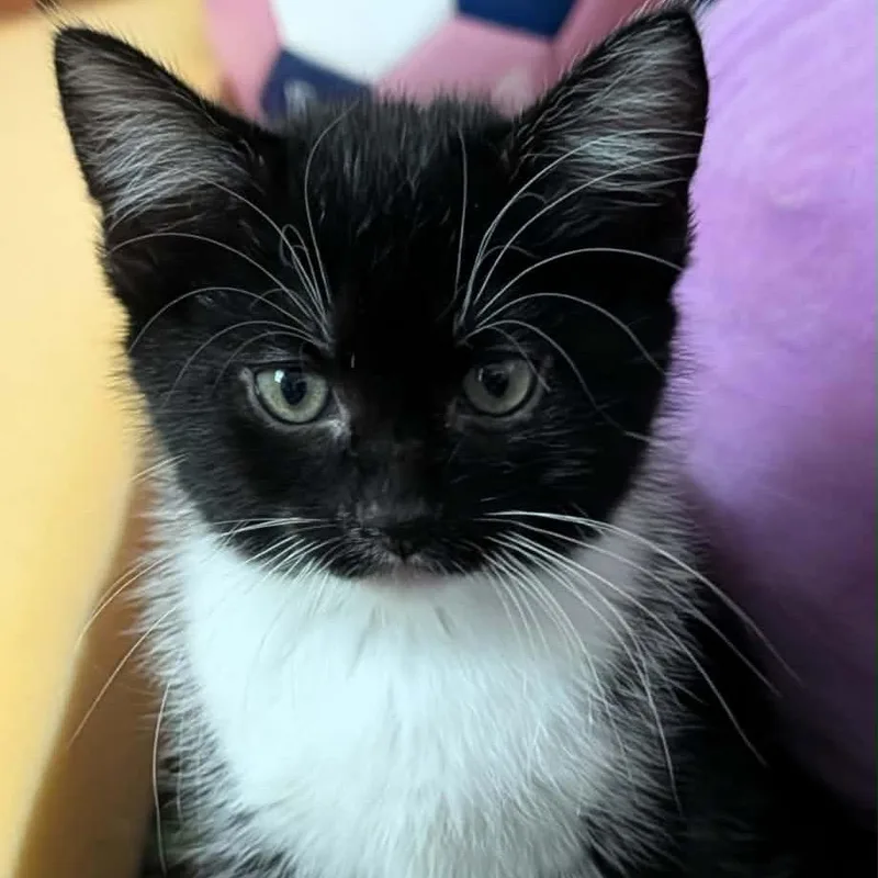 A baby small-sized female Black Domestic Short Hair cat named Amelia for adoption in Monroe, MI