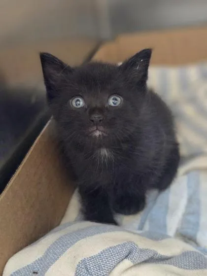 A baby small-sized male Domestic Short Hair cat named Hoho for adoption in Westland, MI
