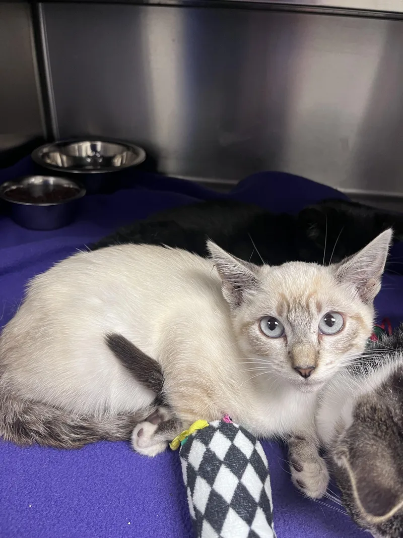 A young medium-sized female Lilac Point Siamese cat named Stella for adoption in Liberty, MO