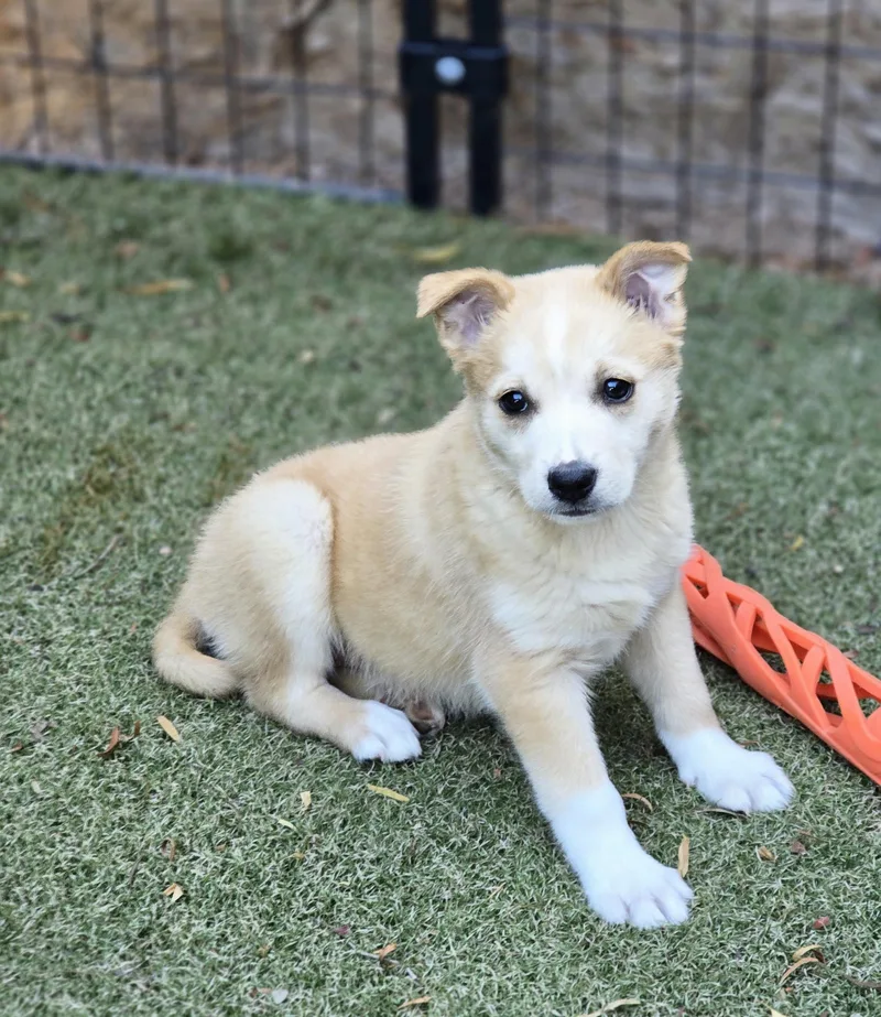 A baby medium-sized female Golden Retriever dog named Goldie for adoption in Apache Junction, AZ