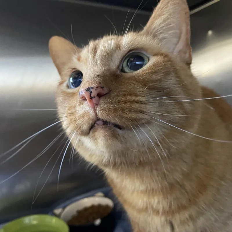 An adult large-sized male Orange / Red Domestic Short Hair cat named Marmalade for adoption in Palm Springs, CA