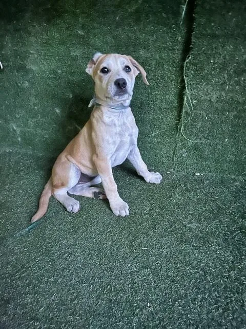 A baby small-sized female Black Mouth Cur dog named Gem for adoption in Lancaster, CA