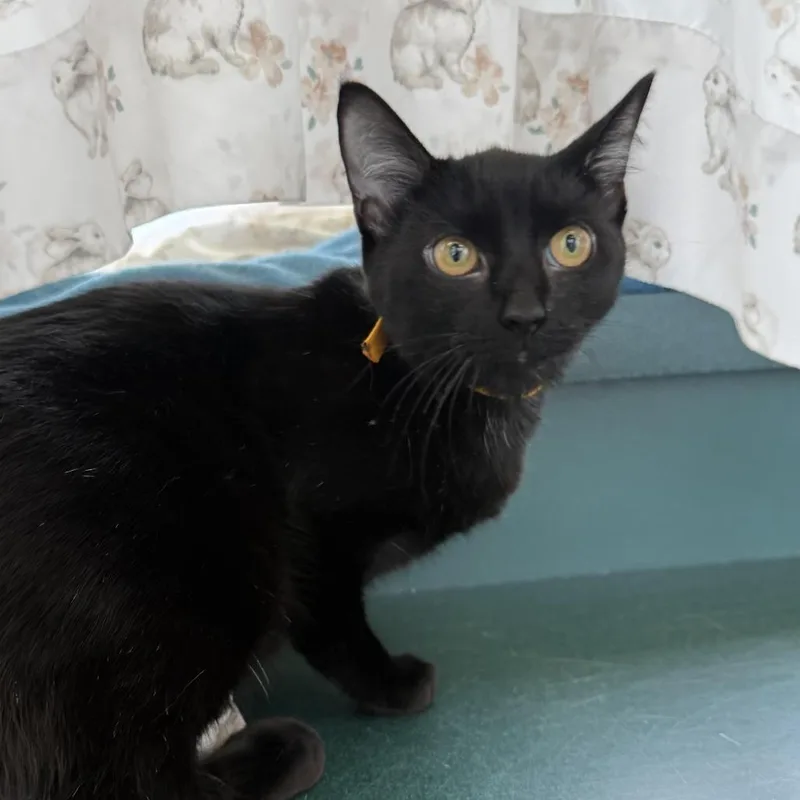 A young medium-sized female Black Domestic Short Hair cat named Miss Tiny$ for adoption in Springfield, MA