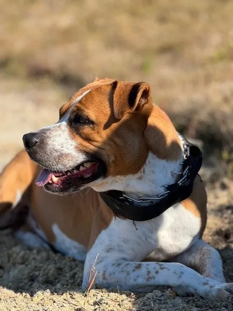 An adult large-sized male Boxer dog named Draft for adoption in Lynn Haven, FL